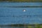 Killdeer flying at lakeside marsh