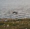 Killdeer flying at seaside