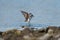 Killdeer flying at seaside