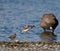 Killdeer flying at seaside