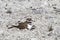 Killdeer mother bird with hidden chicks