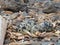 Killdeer Nest 4