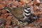 Killdeer on a nest with eggs