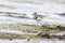 Killdeer plover bird