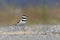 Killdeer plover bird