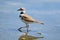 Killdeer plover bird in lake shallow water