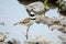 Killdeer plover bird wading at lake edge