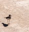 Killdeer plover lost on a concrete driveway ecological trap and habitat loss consequence