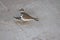 Killdeer plover lost on a concrete driveway ecological trap and habitat loss consequence