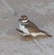 Killdeer plover mother and chick lost on a concrete driveway ecological trap and habitat loss consequence