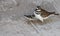 Killdeer plover mother and chick lost on a concrete driveway ecological trap and habitat loss consequence