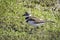 Killdeer Plover walking in a Florida mangrove swamp