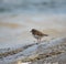 Killdeer resting at seaside