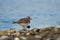 Killdeer resting at seaside