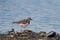 Killdeer resting at seaside