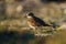 Killdeer resting at seaside