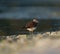 Killdeer resting at seaside