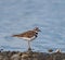 Killdeer resting at seaside