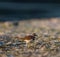 Killdeer resting at seaside