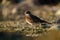 Killdeer resting at seaside