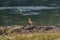 Killdeer resting at seaside