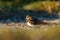 Killdeer resting at seaside