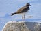 Killdeer on a Rock Beside a Lake