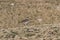 Killdeer in a sandy beach