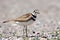 Killdeer shorebird