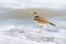 Killdeer shorebird bird