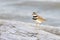 Killdeer shorebird bird