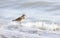 Killdeer shorebird bird