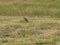 Killdeer Shorebird Bottoms Up Approach to Hunting