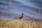 Killdeer shorebird Charadrius vociferous in a marsh