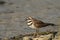 Killdeer shorebird standing on a rocky shore looking up