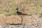 Killdeer Standing in Field