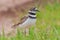 Killdeer standing in the grass off a rural road - bird image taken in Crex Meadows Wildlife Area in Northern Wisconsin