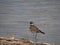 A Killdeer Standing in Shallow Water