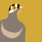 Killdeer vector illustration flat style profile side