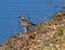 Killdeer at Water`s Edge, Seminole, Florida