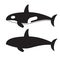 Killer Orca Whale Icon