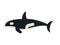 Killer Orca Whale Vector Illustration