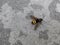 Killer wasp on a concrete slab