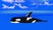 Killer Whale