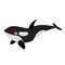 Killer whale animal cartoon character vector illustration