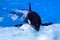 Killer whale is in the aquarium in water. Wild animals in the water zoo. Animal training. Horizontal close-up