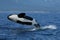 Killer whale breaching