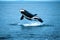 Killer whale breaching (Orcinus orca), Alaska, Southeast Alaska, near Frederick Sound
