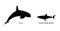 Killer Whale chase hunting great white shark jumping out of water vector silhouette illustration.