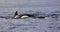 a killer whale is diving under